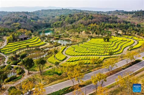 광양매화축제, 봄바람에 실려온 꽃의 향연