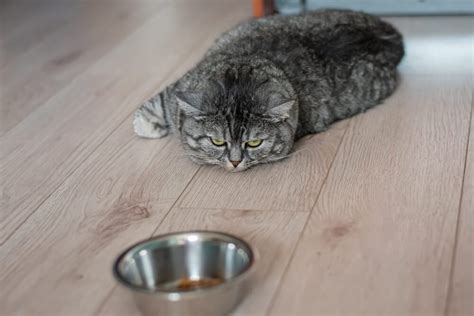 ジョーシン桜井店: なぜ猫はラーメンを食べないのか？